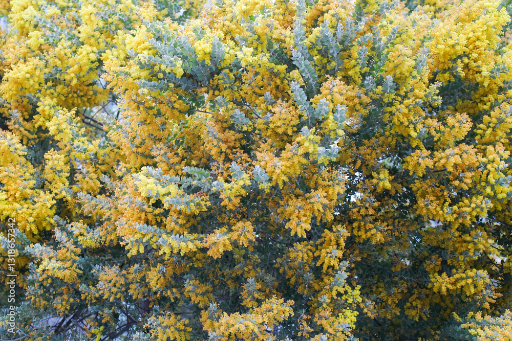 Mimosa tree with bunches of fluffy tender flowers of it. Background of yellow mimosa tree. Concept of holidays and mimosa flower decoration. Spring, Womens day, Easter greeting card.