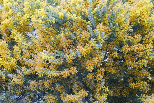Obraz na płótnie Mimosa tree with bunches of fluffy tender flowers of it. Background of yellow mimosa tree. Concept of holidays and mimosa flower decoration. Spring, Womens day, Easter greeting card. w salonie