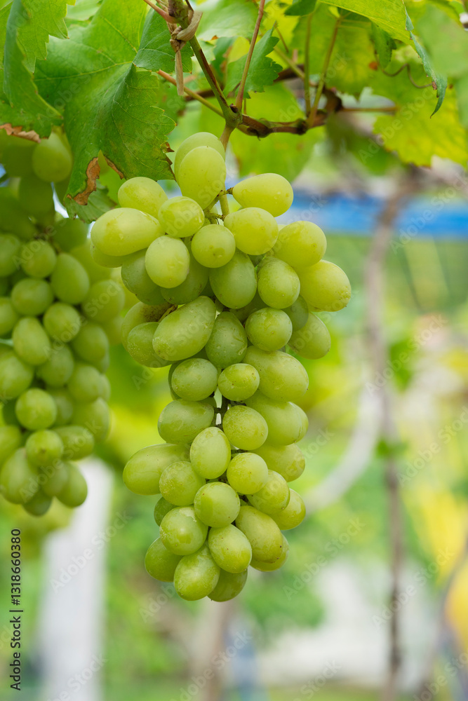 Green grapes hanging on a bus. Bunch of green grapes hanging on grapes bush in a vineyard. Close up view of bunch green grapes hanging in garde Green grapes hanging on a bus. Bunch of green grapes hanging on grapes bush in a vineyard. Close up view of bunch green grapes hanging in garde