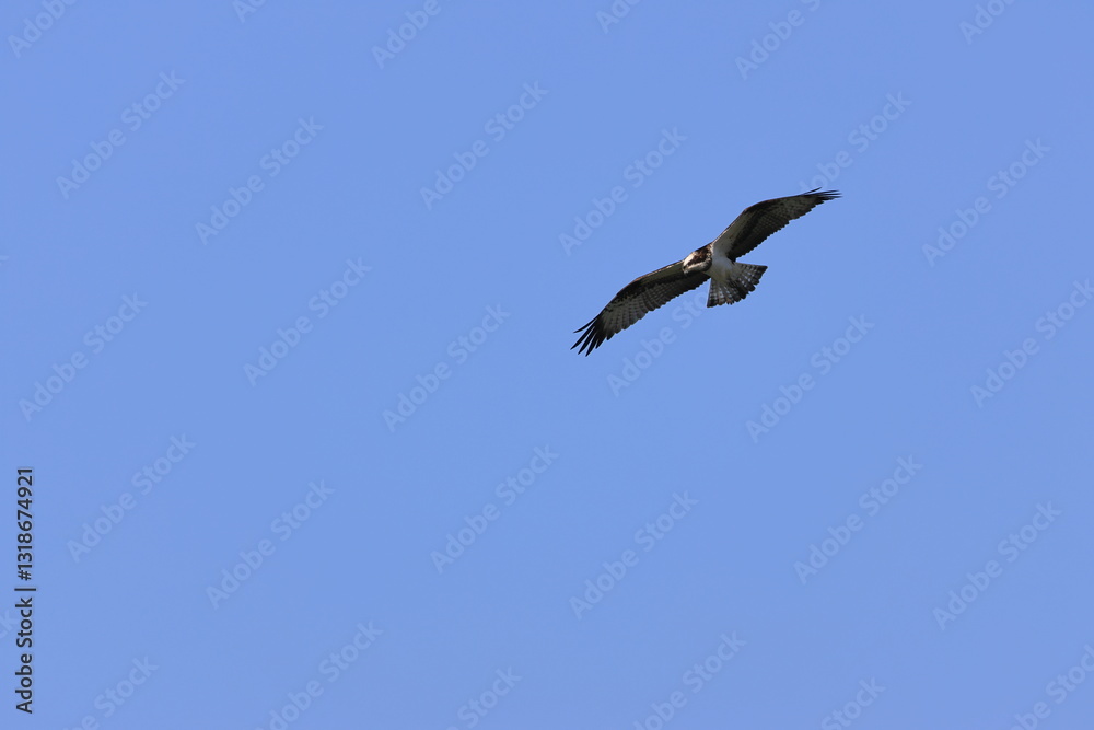 Osprey that circles around aiming at the fish of its prey Osprey that circles around aiming at the fish of its prey