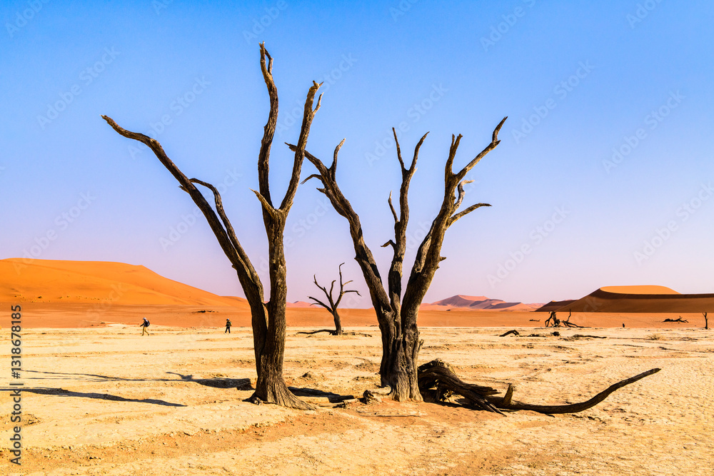 Silhouettes of Dead Trees in Deadvlei, Sesriem, Namibia Silhouettes of Dead Trees in Deadvlei, Sesriem, Namibia