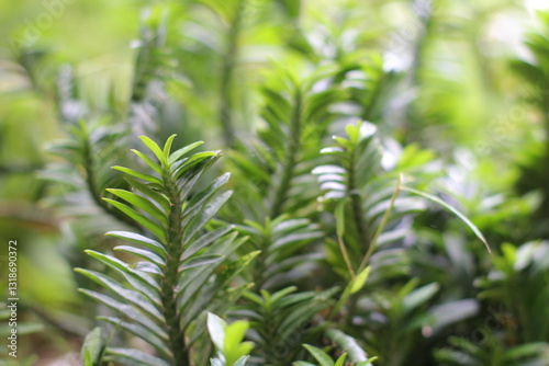 The centipede tree or centipede antidote tree (Euphorbia tithymaloides) is an ornamental plant that has leaves that resemble centipedes. The leaves are oval and pointed at the tip.