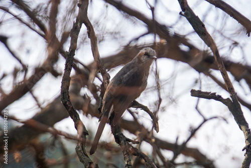 Canvastavla A brown-eared bulbul perched on a bare, lichen-covered branch, looking towards the right against a blurred, overcast sky