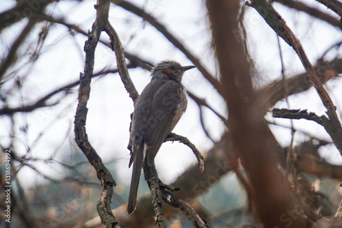 Canvastavla A brown-eared bulbul perched on a bare, lichen-covered branch, looking towards the right against a blurred, overcast sky
