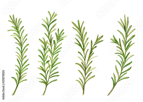 Fresh green rosemary sprigs watercolor hand drawn illustration set isolated on white background