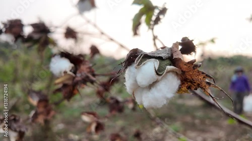 Close-up view of branch with cotton flowers ready for harvest. Economic crop used in the textile industry, raw material for clothing production. 4k slow motion footage