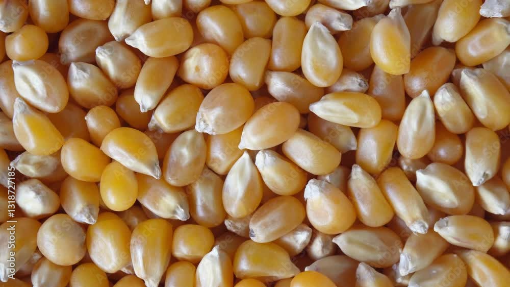 Rotating pile of yellow corn kernels. Popcorn material spinning closeup Rotating pile of yellow corn kernels. Popcorn material spinning closeup
