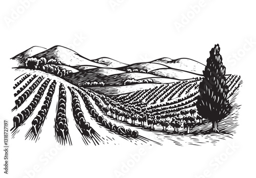Hand drawn vineyard landscape on white