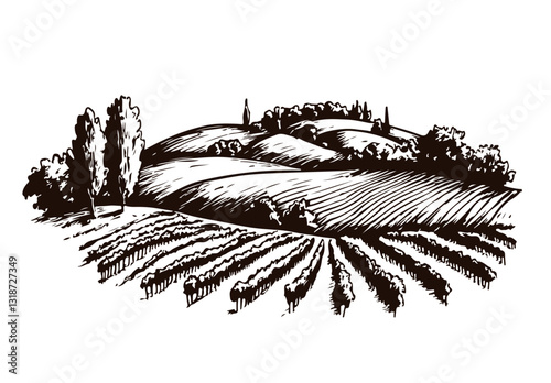 Hand drawn vineyard landscape 