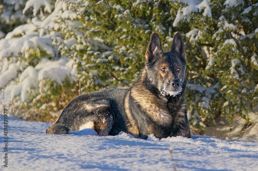 Obraz premium Beautiful DDR German Shepherd dogs play in a fairytale snowy landscape on a farm in Skaraborg Sweden on a sunny winter day in December just before Christmas.