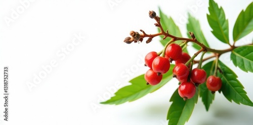 White background with isolated Abrus precatorius seed pods, white, gunja, foliage