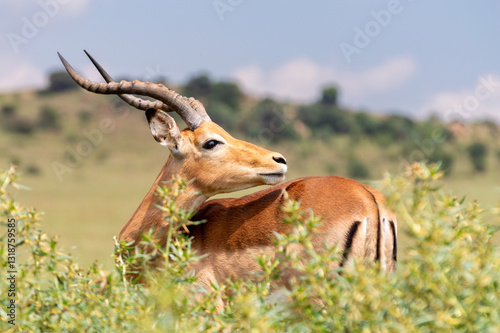 Impala Ram portrait in one of the nature reserves in South Africa