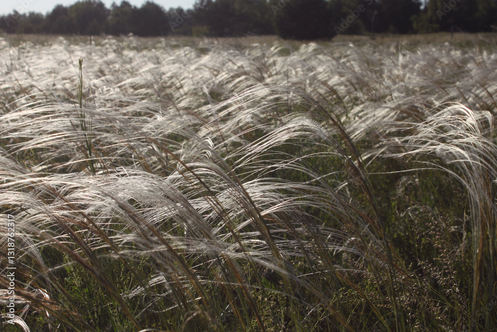 Fototapeta premium silky satin spikes of feather grass close-up during flowering period