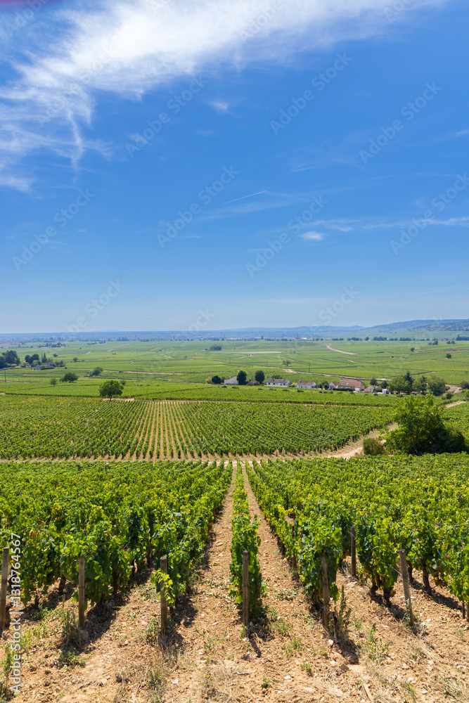 Typical vineyards near Aloxe-Corton, Cote de Nuits, Burgundy, France
