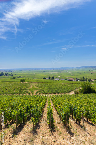 Obraz na płótnie Typical vineyards near Aloxe-Corton, Cote de Nuits, Burgundy, France w salonie