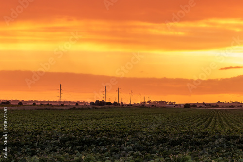 Sun setting over Bean Crop Farm in Allora, on the Southern Downs, with telephone poles in the distance,