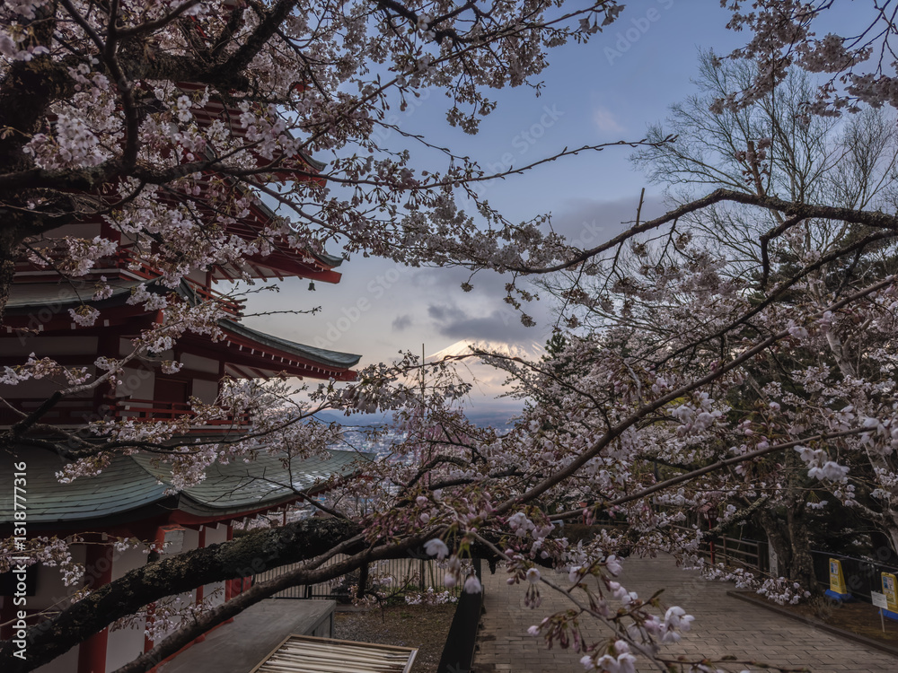 Chureito Pagoda with Mount Fuji and Cherry Blossoms