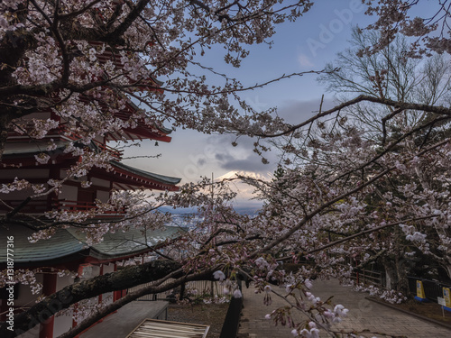 Obraz na płótnie Chureito Pagoda with Mount Fuji and Cherry Blossoms w salonie