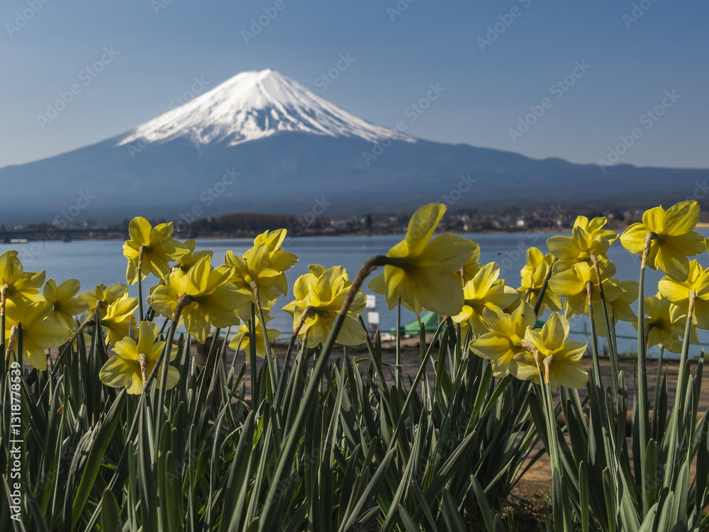 Daffodils and Mount Fuji