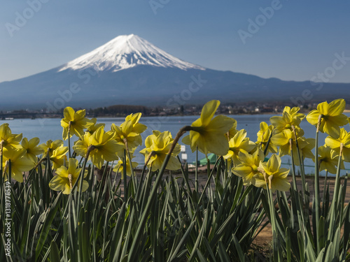 Obraz na płótnie Daffodils and Mount Fuji w salonie