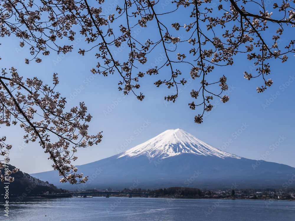 Sakura Blossoms and Mount Fuji