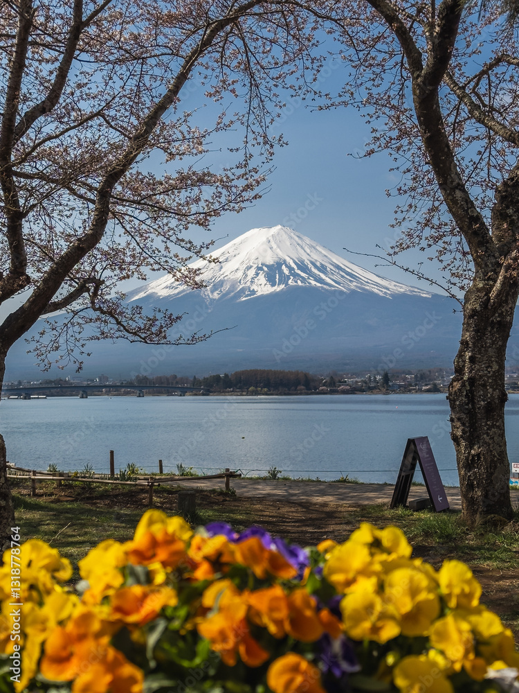 Fuji framed by spring blossoms