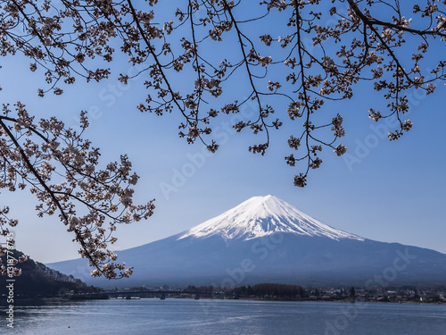 Obraz na płótnie Sakura Blossoms and Mount Fuji w salonie