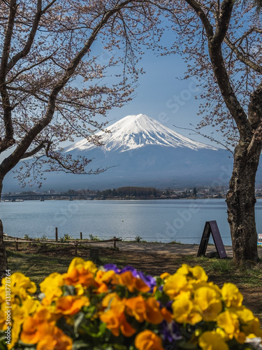 Obraz na płótnie Fuji framed by spring blossoms w salonie