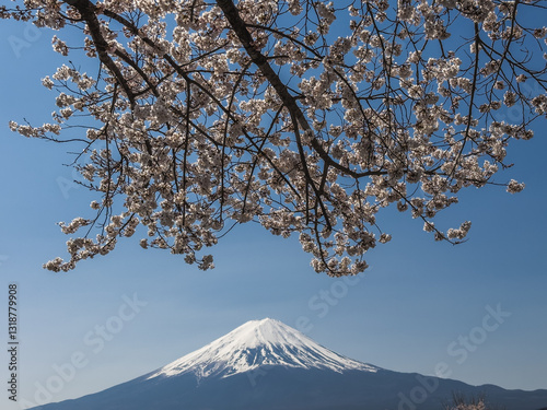 Obraz na płótnie Sakura Blossoms and Mount Fuji w salonie
