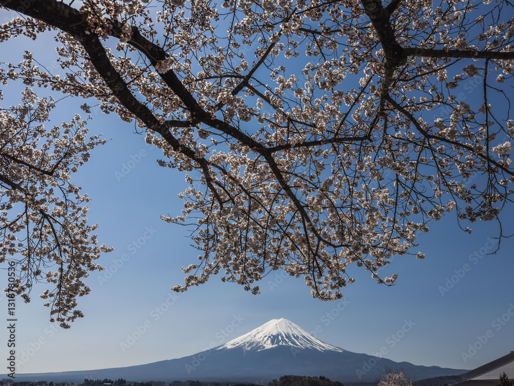 Sakura Blossoms and Mount Fuji