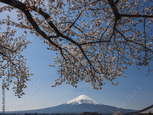 Obraz na płótnie Sakura Blossoms and Mount Fuji w salonie