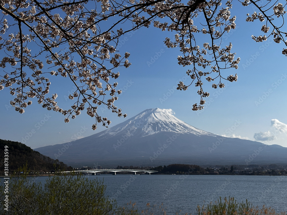 Sakura Blossoms and Mount Fuji