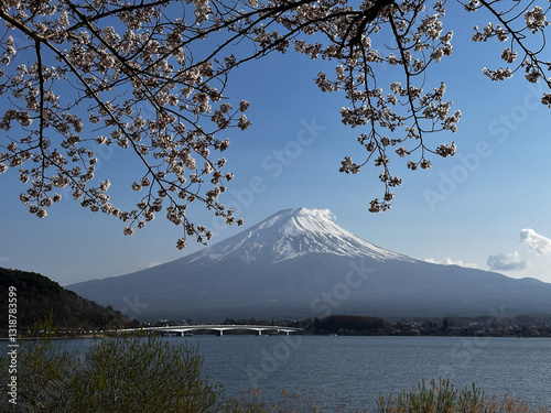 Obraz na płótnie Sakura Blossoms and Mount Fuji w salonie