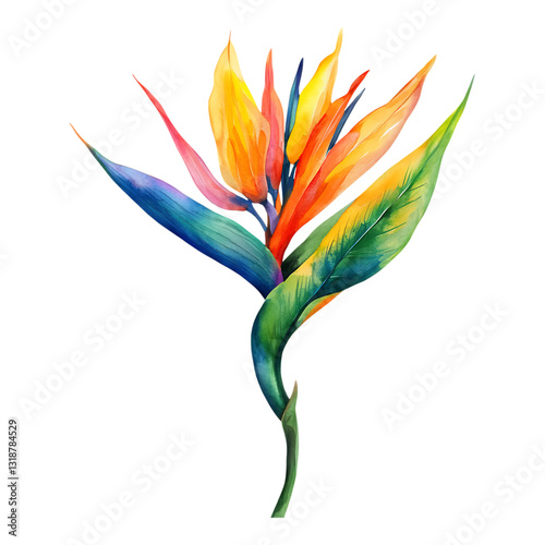 PNG Bird of Paradise Watercolor against a transparent background