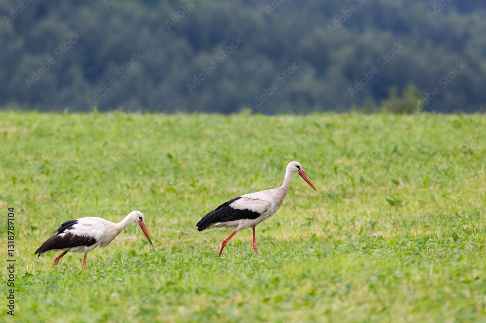 White stork (ciconia ciconia), Carpathian mountains landscape, Eastern Slovakia