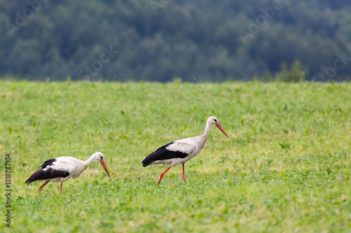 Obraz na płótnie White stork (ciconia ciconia), Carpathian mountains landscape, Eastern Slovakia w salonie