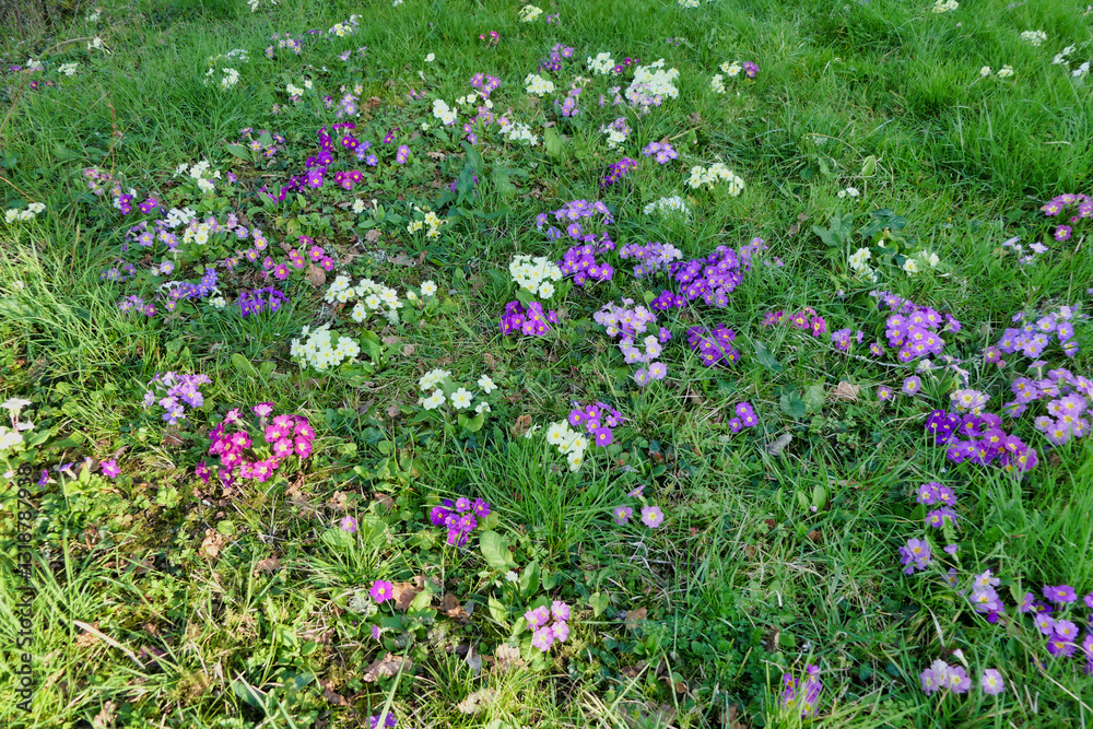 Naklejka premium Colourful display of Primula (Primula vulgaris) growing wild in a French orchard