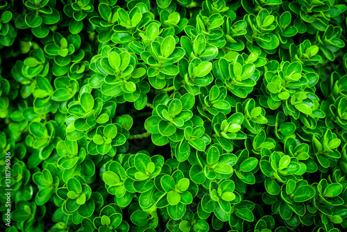 Green nature background in garden during summer. nature of leaves, green plants in environmental ecology, wallpaper copy space and design.