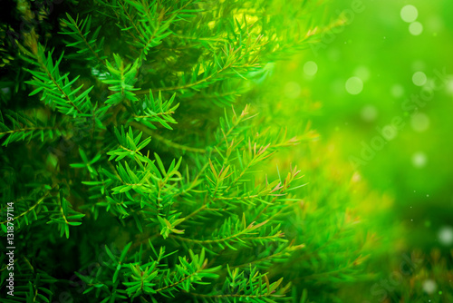 Green nature background in garden during summer. nature of leaves, green plants in environmental ecology, wallpaper copy space and design.