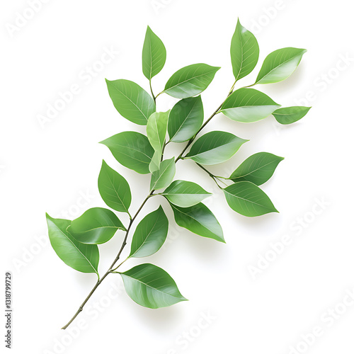 Fresh green leaves branch nature scene high-quality image minimalist background top-down view botanical concept