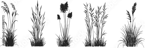 Silhouette of cattails and reeds. Wild grass on the river bank. Swamp coastal plants.