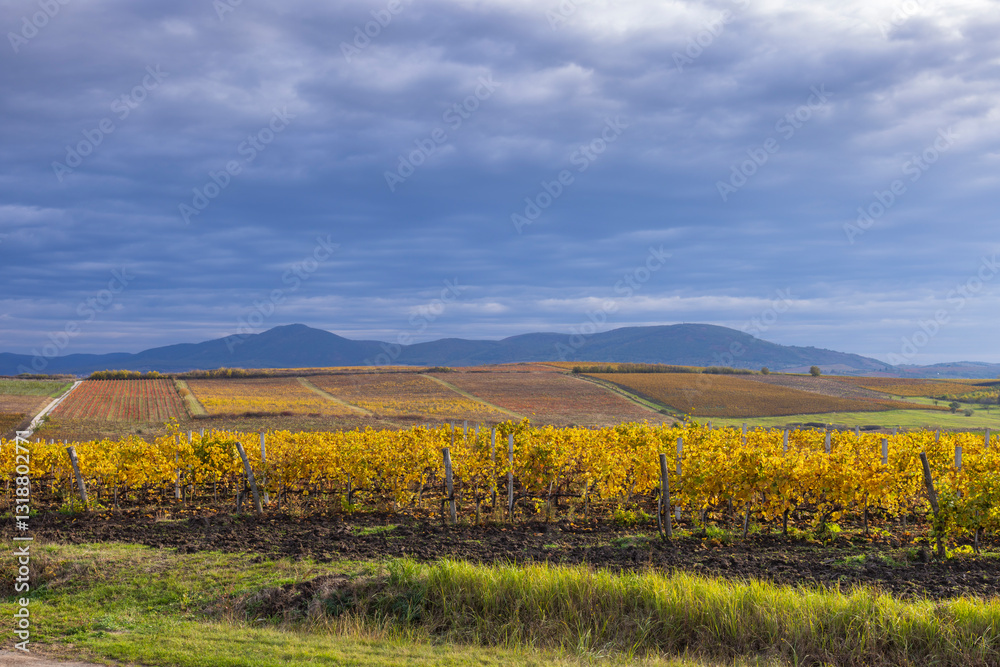 Autumn vineyard near Eger, Matra a Bukk mountains, Heves, Hungary