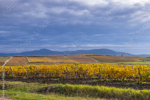 Obraz na płótnie Autumn vineyard near Eger, Matra a Bukk mountains, Heves, Hungary w salonie
