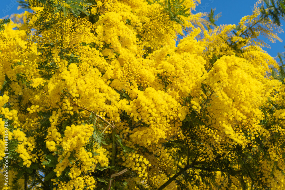Fleurs de mimosas avec un ciel bleu. Fleurs de mimosas avec un ciel bleu.