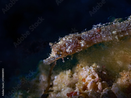 Pygmy Pipehorse, Zwerg-Nadelpferdchen (Acentronura breviperula)