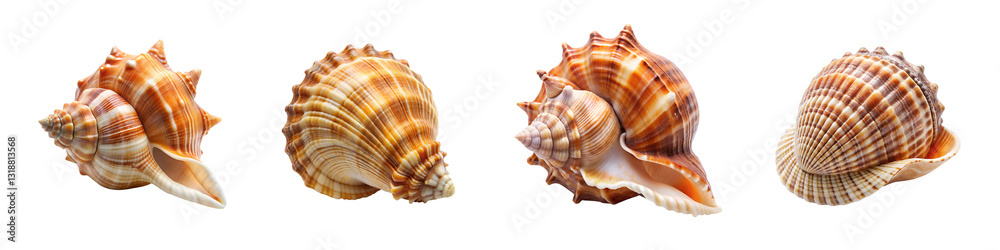 Seashell on a transparent background. Seashell on a transparent background.