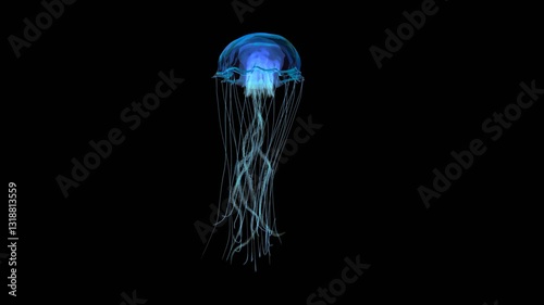 blue jellyfish swimming in deep ocean shot on side view
4k footage with clean alpha channel You can see the enhanced detail and realism of the jelly fish, so the clips are usable for close-up shots