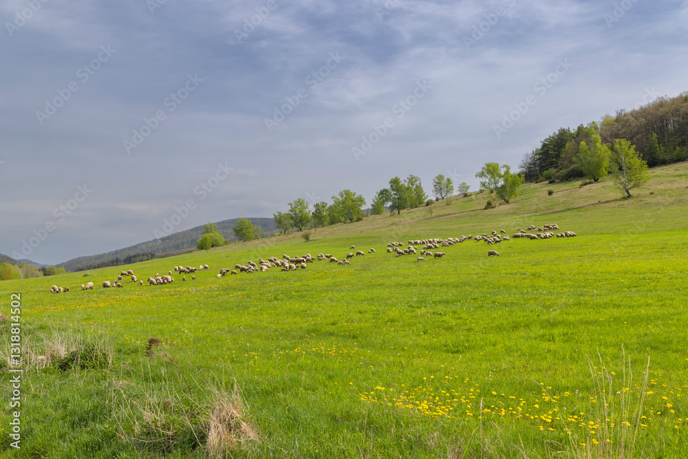 Sheep herd in Stiavnicke vrchy on Krupinska planina, Slovakia