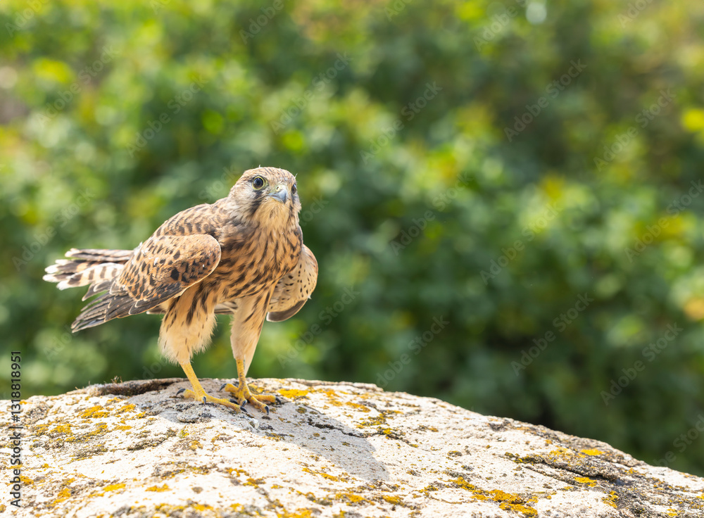 Common kestrel (Falco tinnunculus), falcon family Falconidae, Southern Moravia, Czech Republic