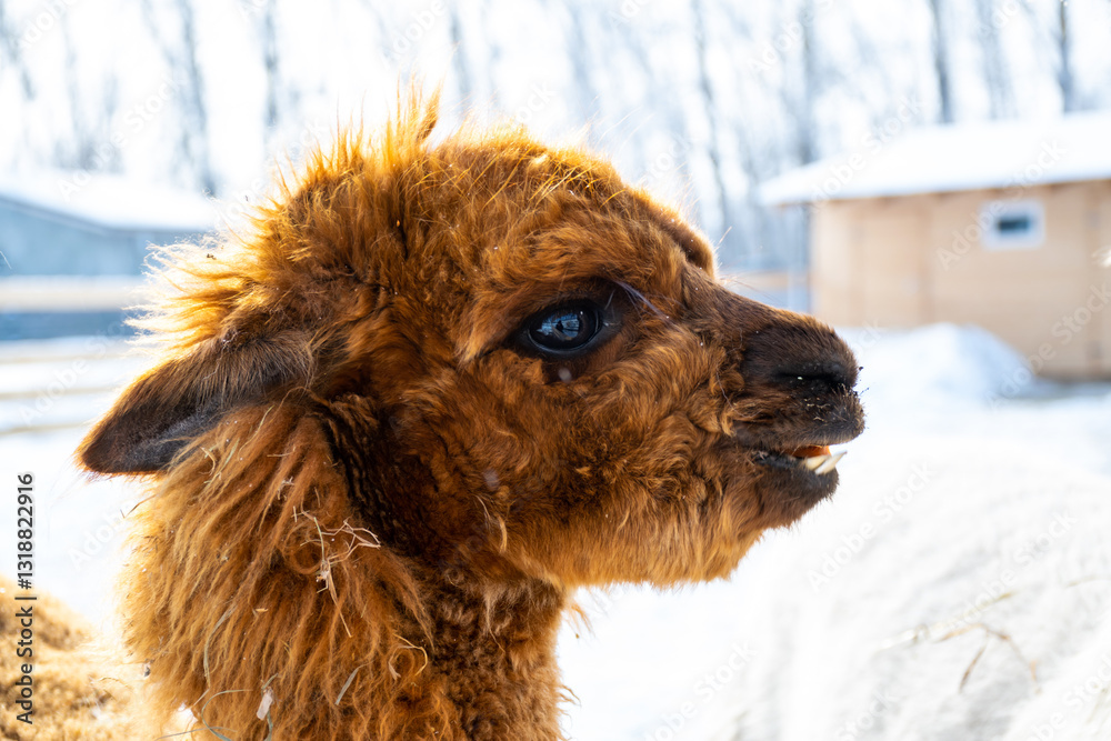 Fototapeta premium portrait of alpaca wild animal in farm, sunny winter day